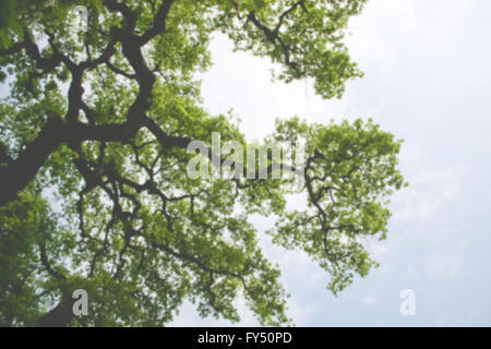 Verschwommen Äste gegen den Himmel im Frühjahr Stockfoto