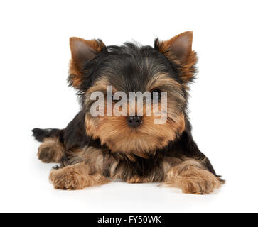 Tapferer Welpe der Yorkshire-Terrier auf weiss Stockfoto