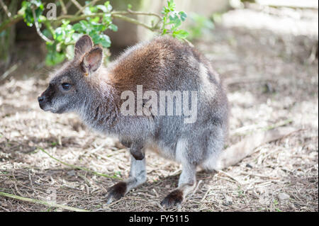 Wallaby Stockfoto