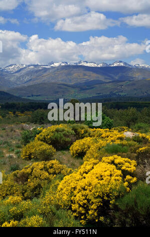 Landschaft, spanischer Ginster (Spartium Junceum) in der Sierra de Gredos, Cáceres, Spanien Stockfoto