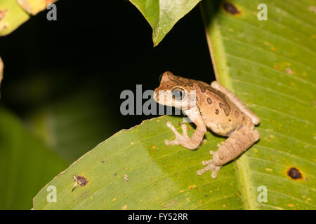 Mexikanische Treefrog - Smilisca baudinii Stockfoto