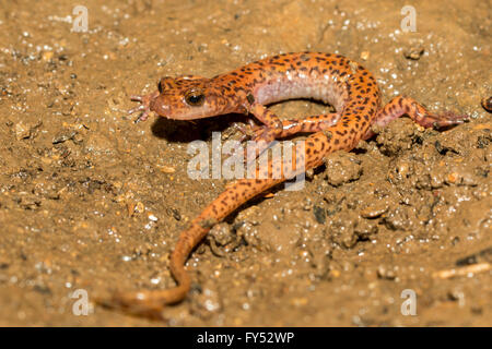 Salamander - Eurycea Lucifuga Höhle Stockfoto