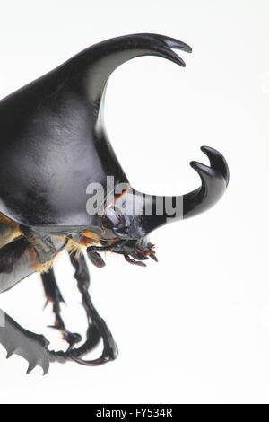 Der Kopf eines erwachsenen männlichen Nashornkäfer - Xylotrupes Ulysses Eingeborener nach Australien isoliert auf weißem Hintergrund. Stockfoto