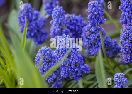 Muscari Armeniacum Blue Spike Trauben Hyazinthe Stockfoto