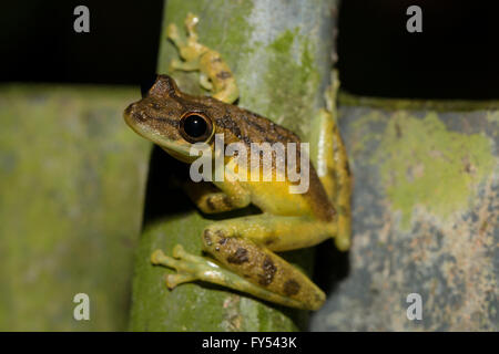 Scinax Elaeochrous - Olive-snouted treefrog Stockfoto