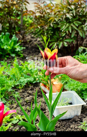 Hand des Gärtners auf dem Hintergrund der seltene Blumensorten im Garten Stockfoto