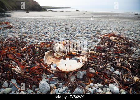 Kunststoff-Wanne / Container gemischt mit Treibholz, Zweige & Algen angespült Traeth Penllech Strand bei Flut Stockfoto