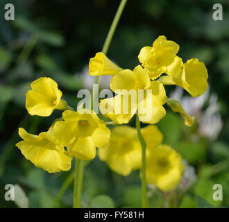 Bermuda-Hahnenfuß - Oxalis Pes-Caprae verbreitet eingeführt Blume in Zypern Stockfoto