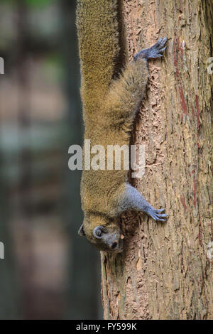 Eichhörnchen sitzend auf dem Baum im Wald Stockfoto