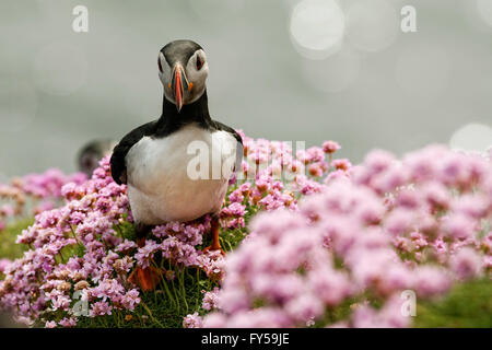 Papageitaucher (Fratercula Arctica) unter Sparsamkeit, Fair Isle, Shetland Islands, Schottland, Großbritannien Stockfoto