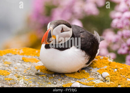 Papageitaucher (Fratercula Arctica), Fair Isle, Shetland Islands, Schottland, Großbritannien Stockfoto