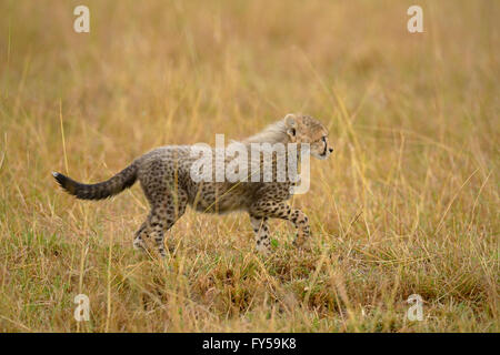 Gepard (Acinonyx Jubatus), kleine Jungtier zu Fuß in das Grasland der Masai Mara, Kenia Stockfoto