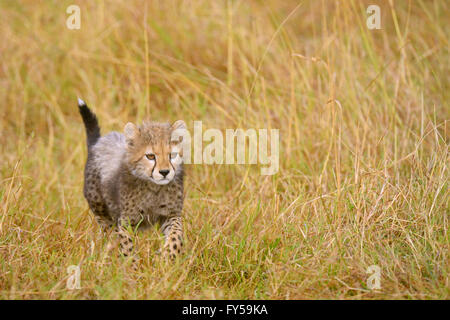 Gepard (Acinonyx Jubatus), kleine Jungtier zu Fuß in das Grasland der Masai Mara, Kenia Stockfoto