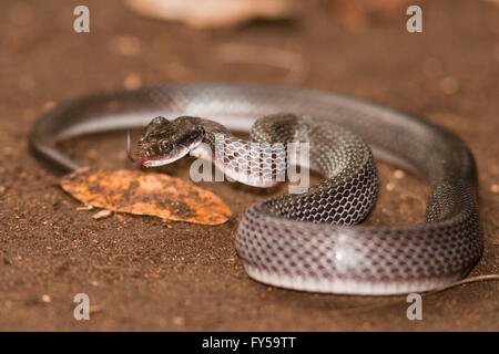 Weißlippen-Herold Schlange (Crotaphopeltis Hotamboeia), Kilombero Valley, Tansania Stockfoto