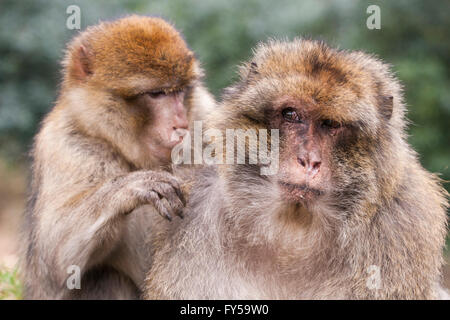 Berberaffen (Macaca Sylvanus) Pflege, Affenwald, Trentham, Vereinigtes Königreich Stockfoto