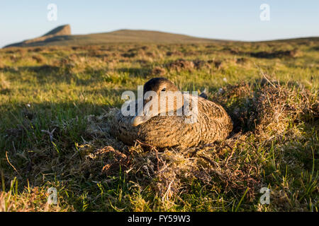 Eiderente (Somateria Mollissima), weibliche auf Nest, Fair Isle, Shetland Islands, Schottland, Großbritannien Stockfoto