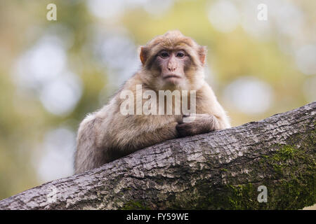 Berberaffe (Macaca Sylvanus), Affenwald, Trentham, Vereinigtes Königreich Stockfoto