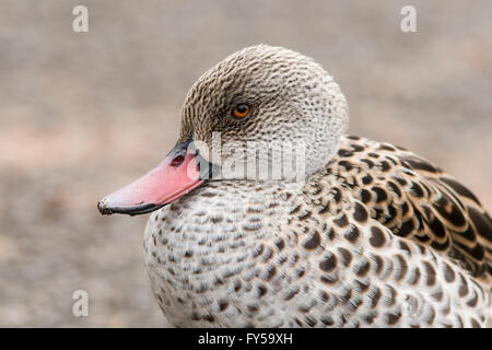 Cape Krickente (Anas Capensis), Slimbridge Wetlands Centre, Gloucestershire, Großbritannien Stockfoto