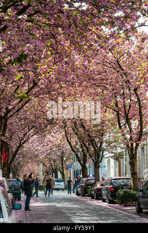 Kirschblüten in Heerstraße Straße, Bonn, Nord-Rhein-Westfalen, Deutschland Stockfoto