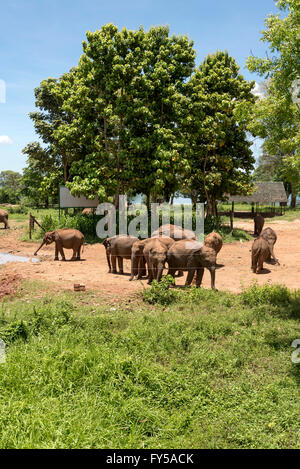 Indische Elefanten, Sri Lankas Elefanten (Elephas Maximus Maximus), Udawalawe Transit Home Refugium für verwaiste Elefanten Kälber Stockfoto