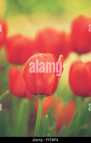 red tulips Stockfoto