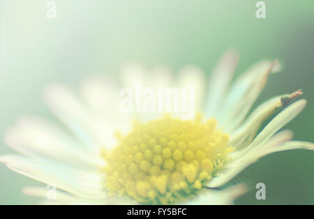 sonnigen daisy Stockfoto