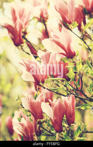 Magnolie Stockfoto