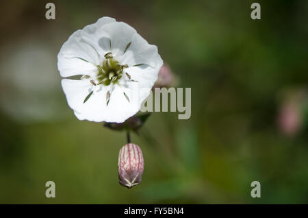 Meer Campion (Silene Vulgaris) Blume und Kelch Rohr-Werks in Familie Caryophyllaceae, auf gemeinsamen europäischen Küsten und Klippen Stockfoto