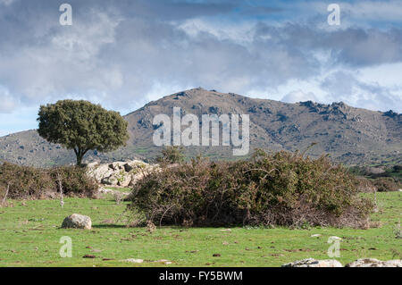 Steineiche, Quercus Ilex, neben einer Steinmauer. Im Hintergrund der Cerro de San Pedro (San Pedro Peak) Stockfoto