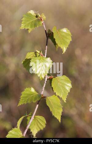 Frische Blätter der Birke Betula Pendel Stockfoto