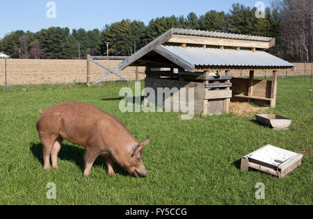 Ein organisch erhöhten Freilandhaltung Tamworth Schwein weidet auf Rasen auf einem kleinen Bauernhof in Maryland. Stockfoto