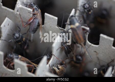 Redrunners-Zucht in Protifarm in Holland Stockfoto