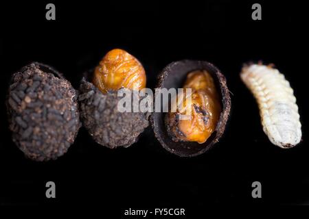 Zucht von Dola Larven (Pachnoda Butana) Stockfoto