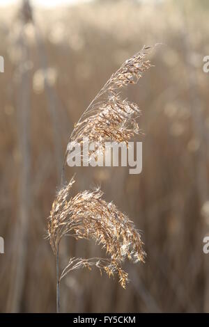 Gemeinsamen Schilf Phragmites australis Stockfoto