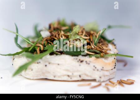 Produktion der großen Skala der essbare Insekten in den Niederlanden Stockfoto