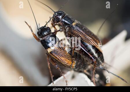 Redrunners-Zucht in Protifarm in Holland Stockfoto