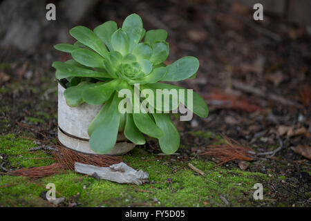 große Aeonium saftigen Topfpflanze in der Nähe von schönen moosigen Boden-Decke Stockfoto