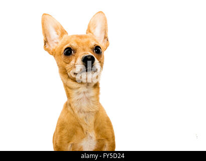 High-Key erschossen einer Warnung Chihuahua Hund vor einem weißen Hintergrund und auf der Suche nach oben - links Stockfoto