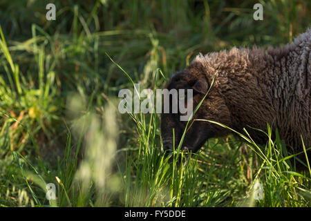 Schafe auf einem Hügel, Rasenmähen Stockfoto