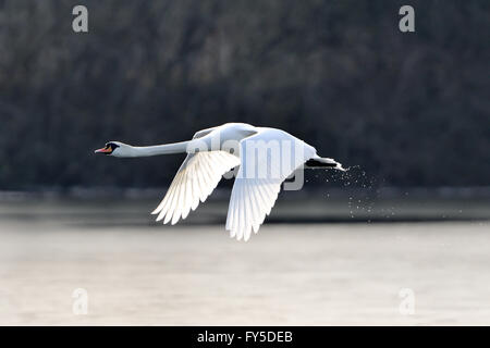 Eine Mute swan in flight gleich nach dem Entfernen von einem See. Stockfoto