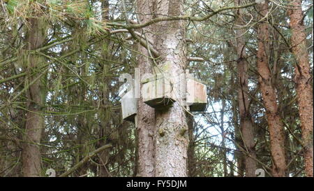 Fledermauskasten auf Baum Stockfoto