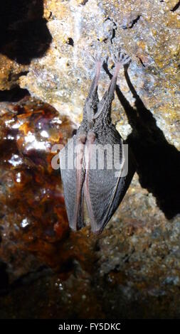 Geringerem Hufeisennase - Rhinolophus hipposideros Stockfoto