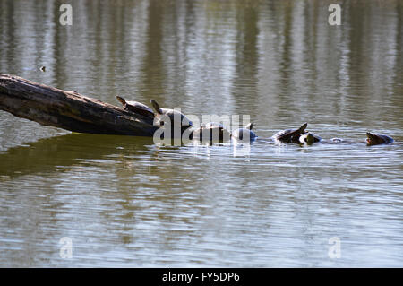 Schildkröten im Feuchtgebiet Stockfoto