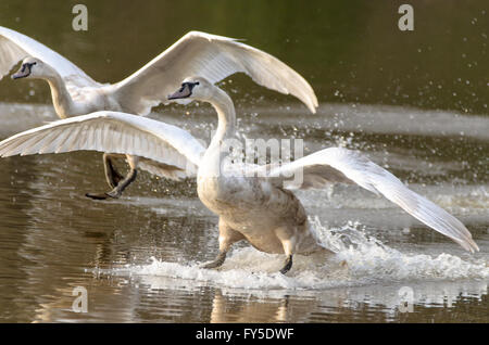 Zwei Schwäne auf einem See landen Stockfoto