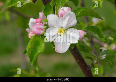 Closeup blühenden Apfel Baum Brunch mit Blumen Stockfoto