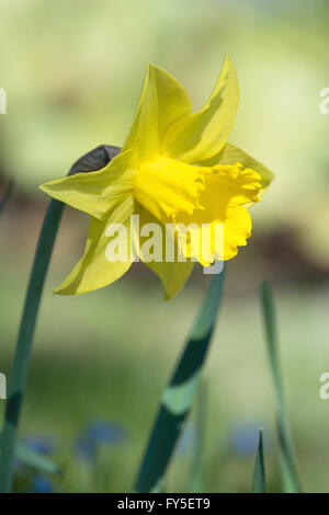 Gelbe Narzisse Blume blühen im Blumenbeet Stockfoto