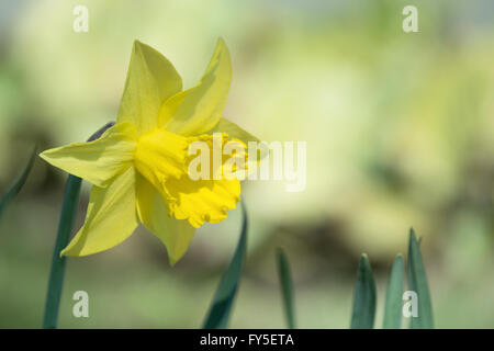 Gelbe Narzisse Blume blühen im Blumenbeet Stockfoto