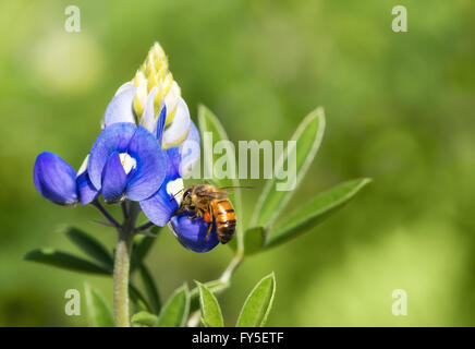 Bienen bestäuben Texas Bluebonnet Wildblumen im Frühjahr Stockfoto