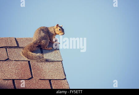 Eichhörnchen Sie auf dem Dach. Blauer Himmelshintergrund. Stockfoto