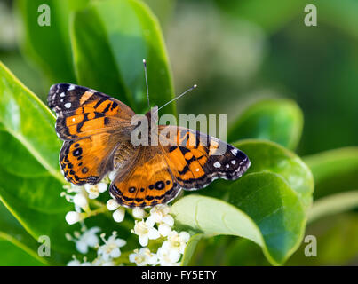 Amerikanischer Distelfalter Schmetterling (Vanessa Virginiensis) Fütterung auf weiße Strauch-Blumen Stockfoto